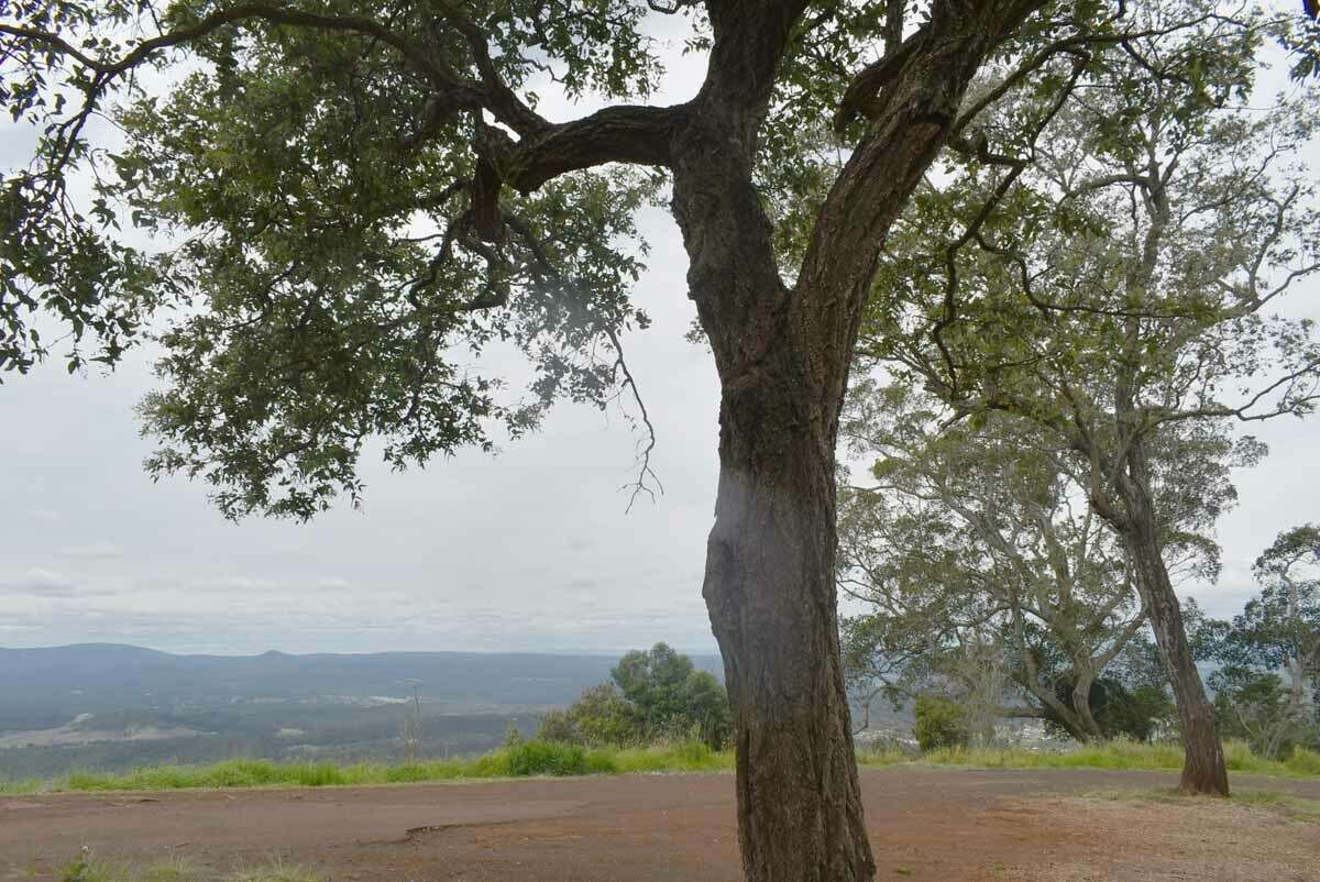 Image of Eucalyptus melanophloia subsp. melanophloia