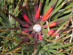 Image of Fascicularia bicolor subsp. bicolor