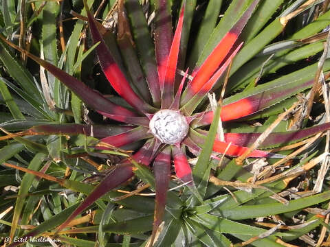 Fascicularia bicolor subsp. bicolor的圖片