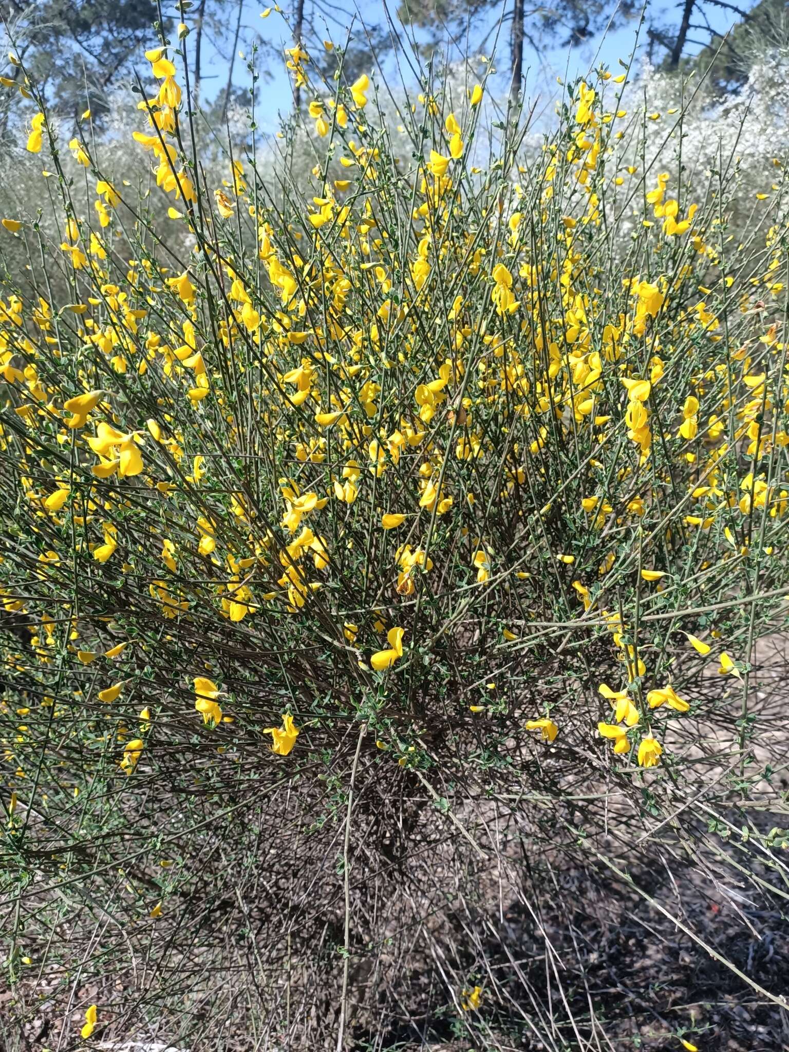 Слика од Cytisus grandiflorus (Brot.) DC.