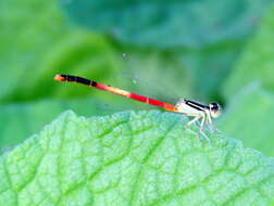 Image of Ischnura nursei Morton 1907