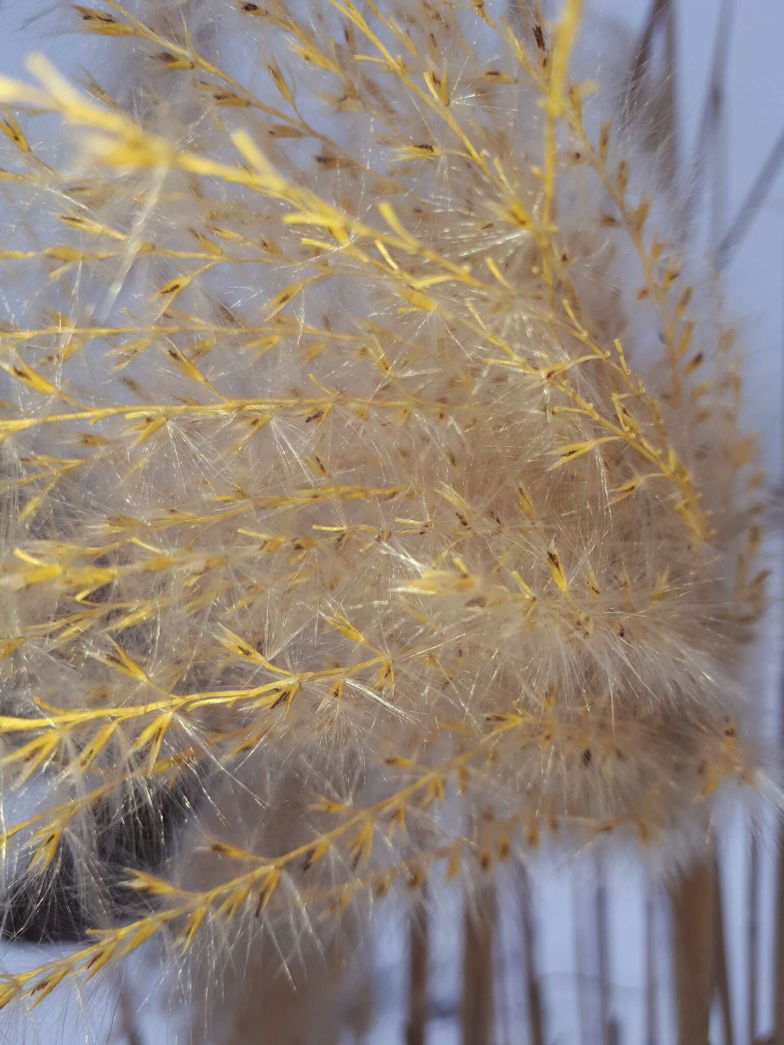 Image of Small Japanese Silver grass