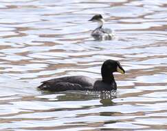 Image of Horned Coot