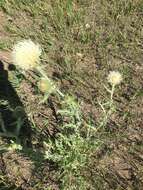 Image of prairie thistle