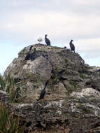 Plancia ëd Phalacrocorax featherstoni Buller 1873