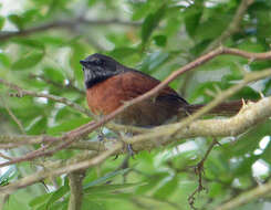 Image of Rufous-breasted Spinetail