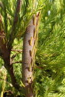 Image of Leucadendron corymbosum Berg.