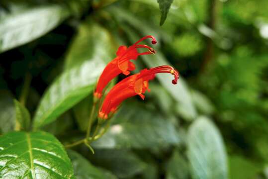 Image of Gesneria ventricosa Sw.