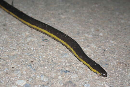 Image of Koa Tao Island Caecilian