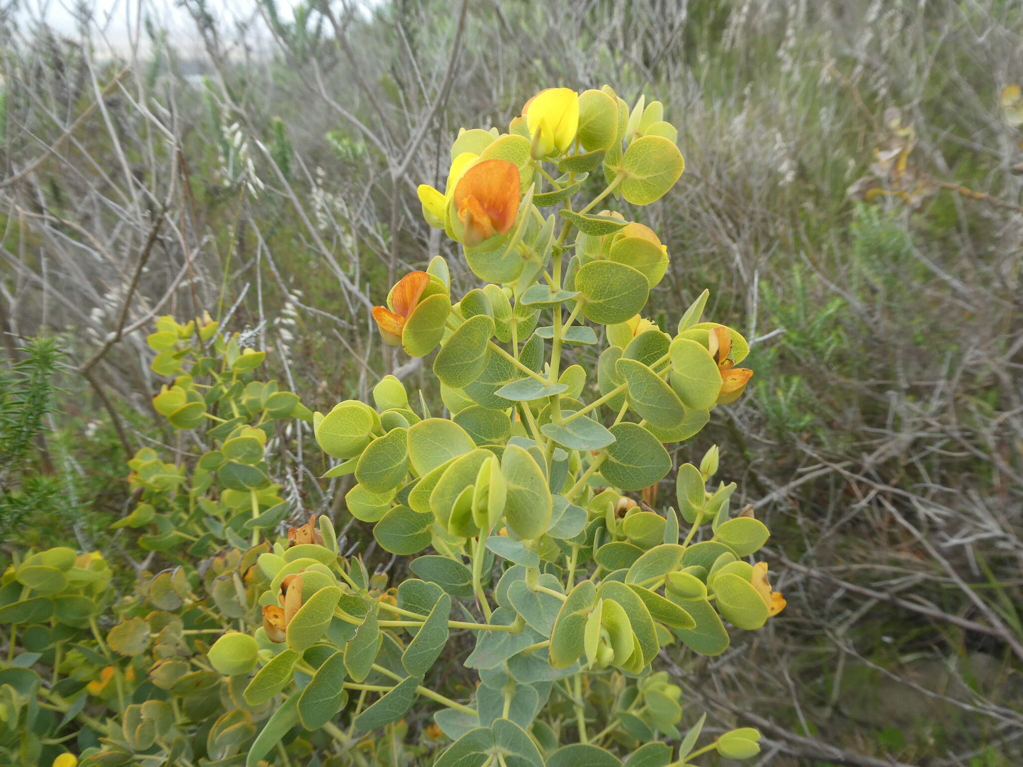 Image of Ink Pea