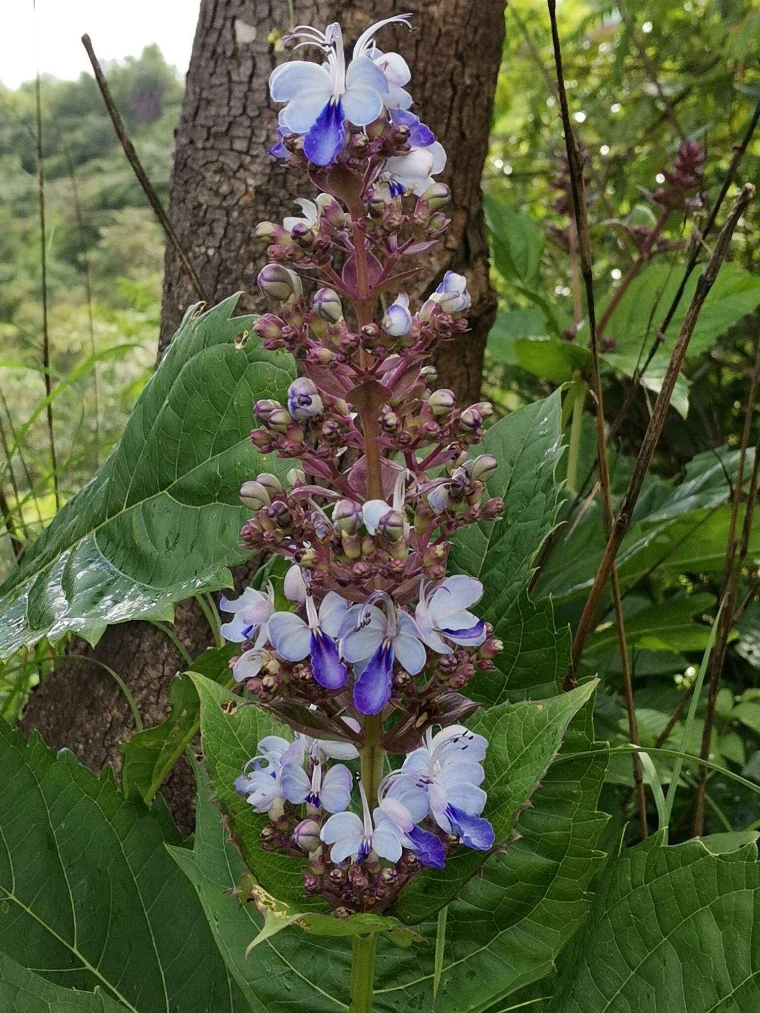 Слика од Rotheca serrata (L.) Steane & Mabb.