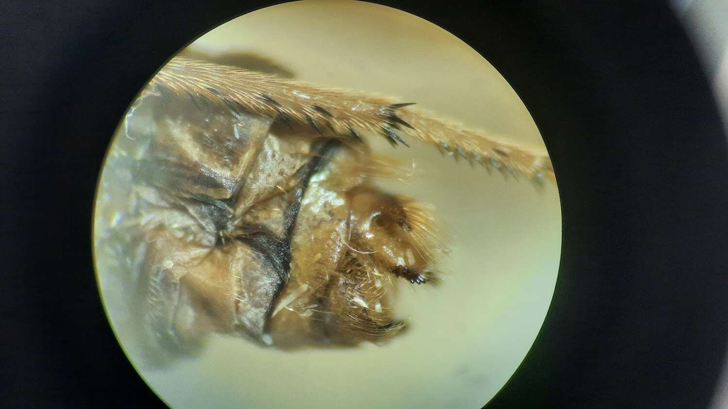 Image of Phryganea (Neophryganea) cinerea Walker 1852
