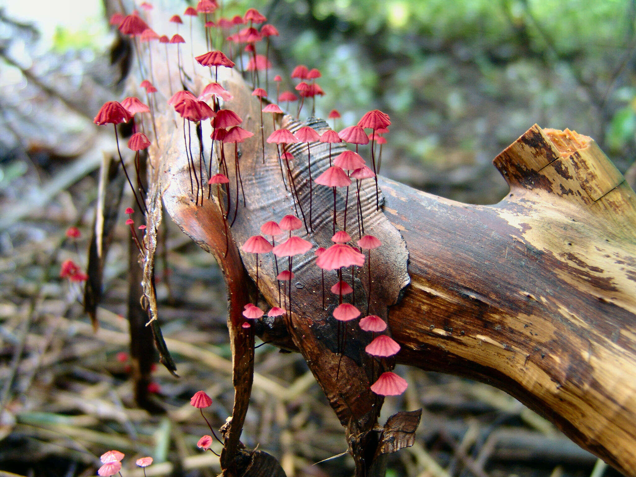 Image of Rosy parachute