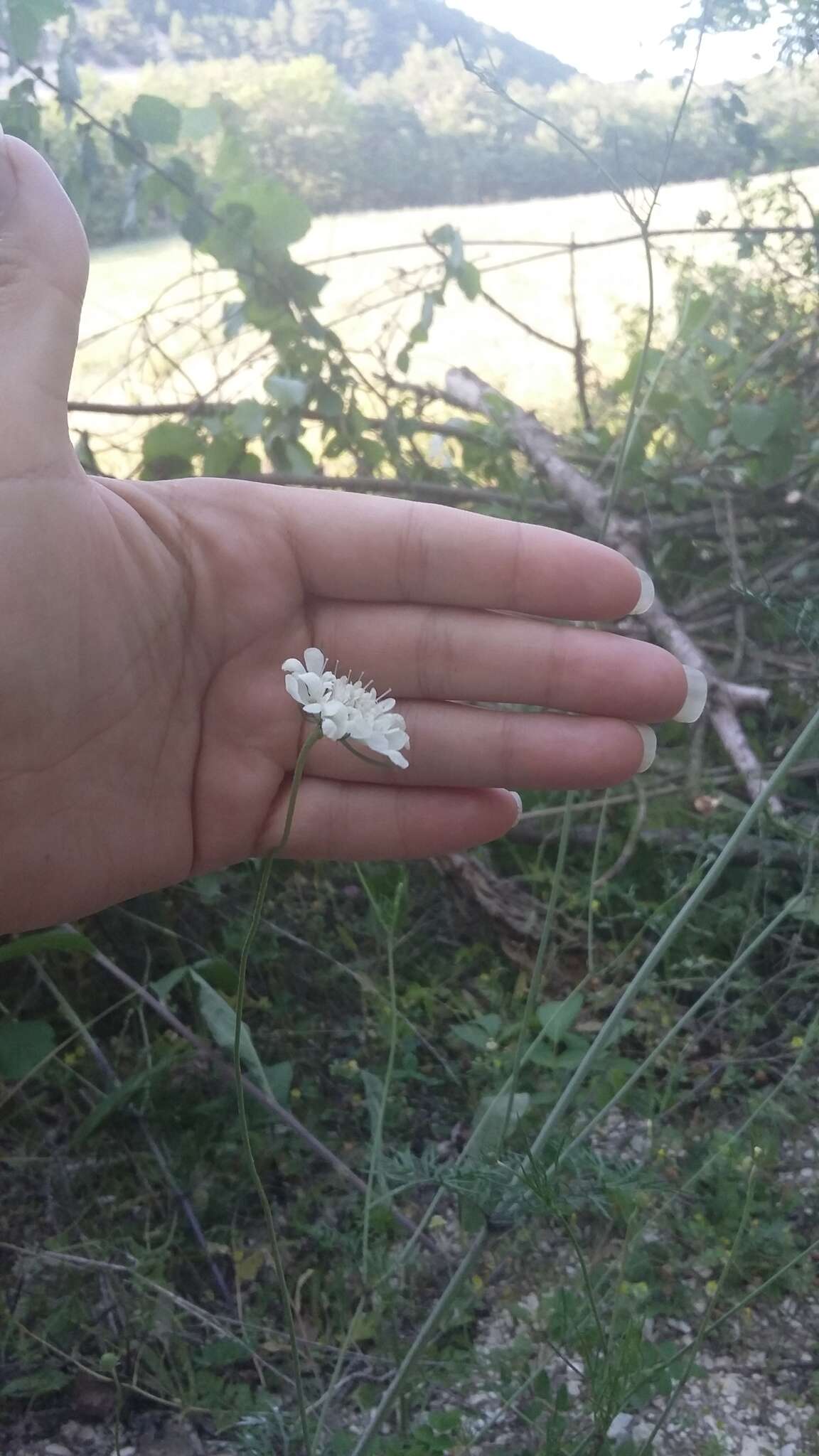 Imagem de Scabiosa praemontana Privalova