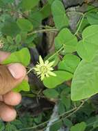 Image of Passiflora pusilla J. M. Mac Dougal