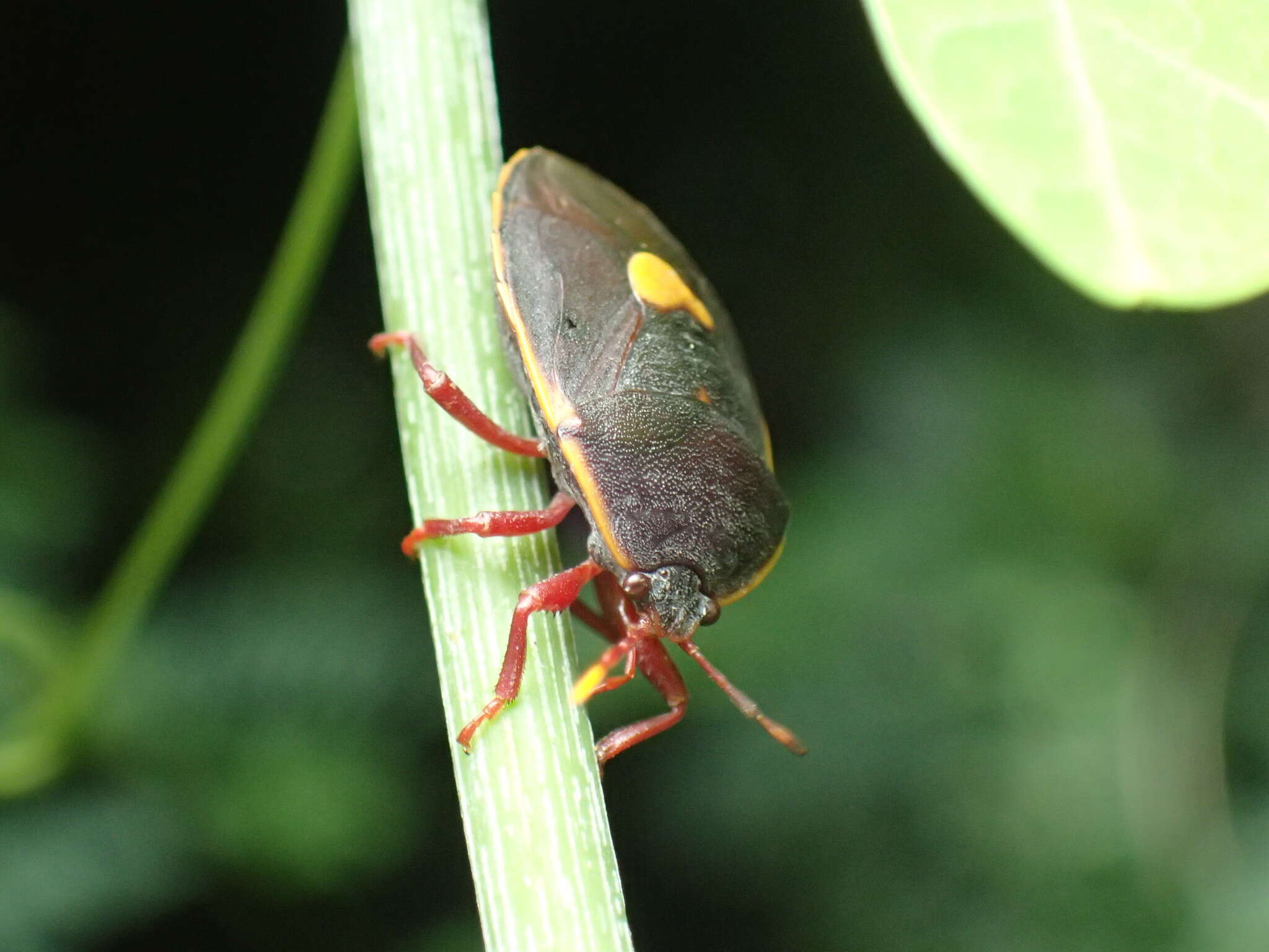 Colpoproctus pullus (Stål 1853)的圖片