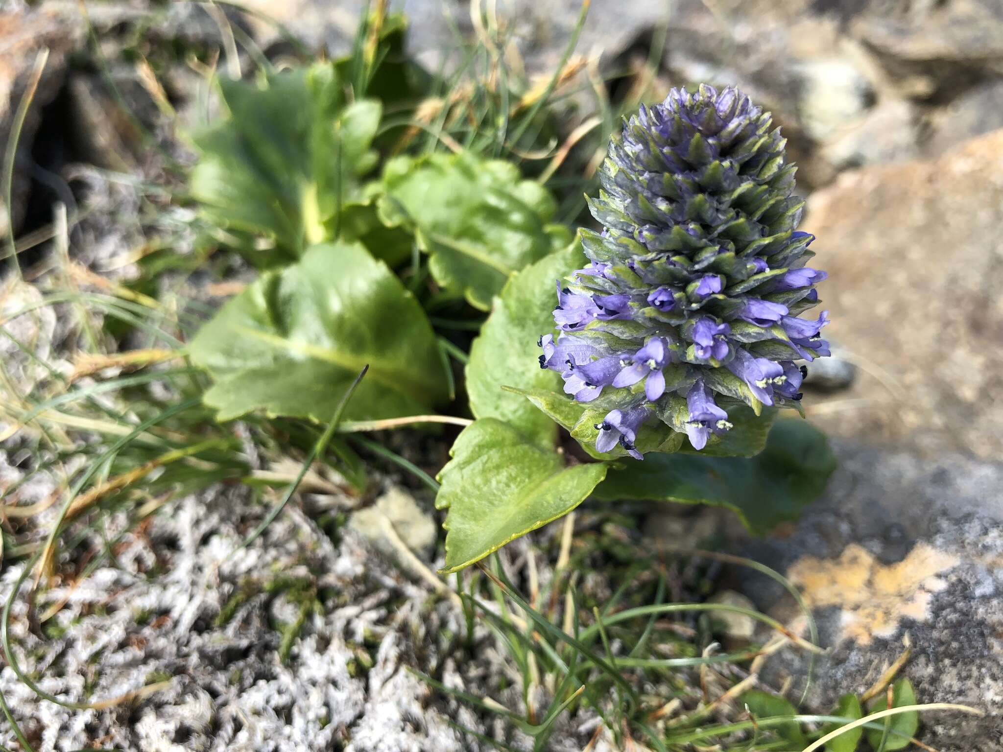 Imagem de Lagotis glauca J. Gaertn.