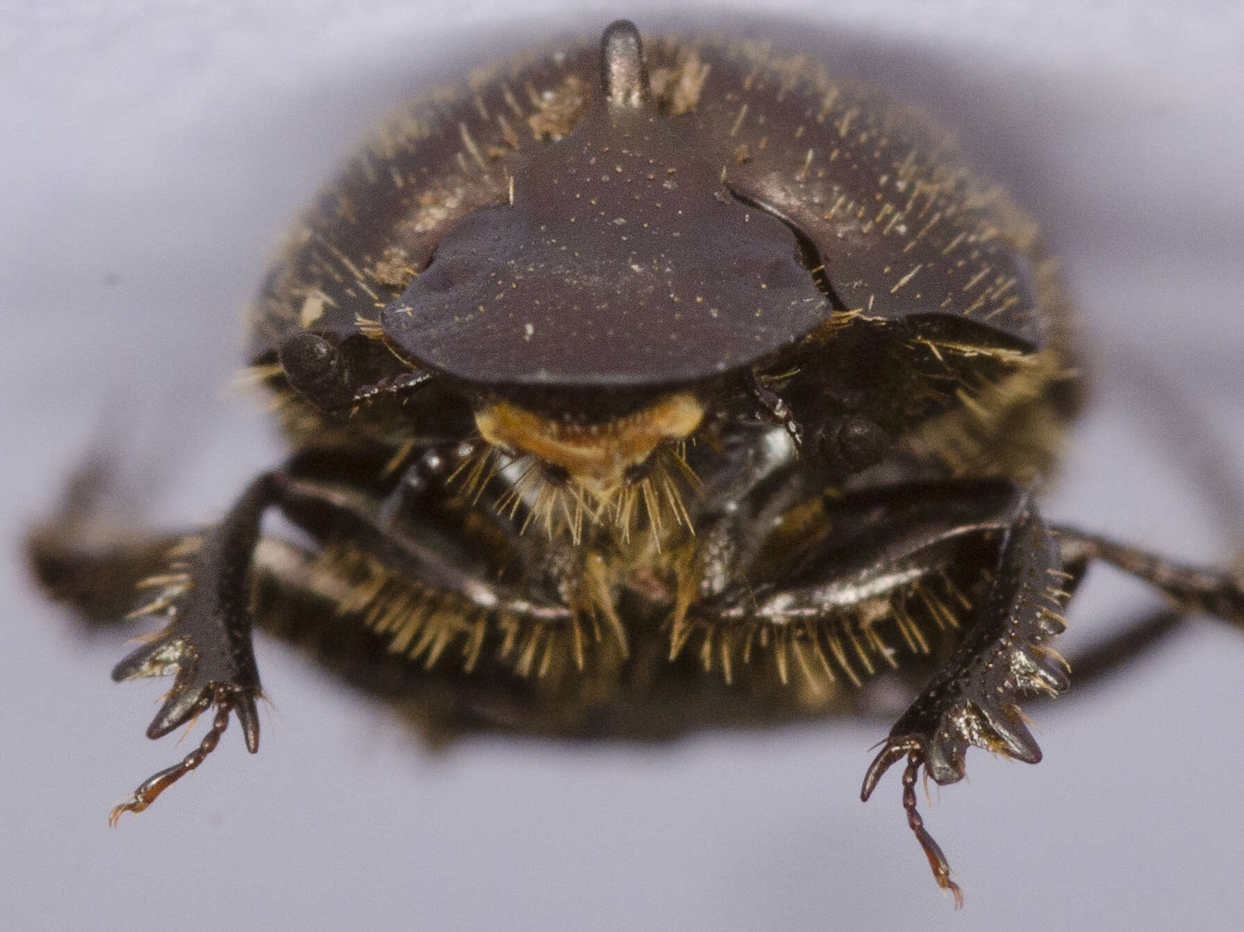 Image of Onthophagus (Palaeonthophagus) similis (Scriba 1790)