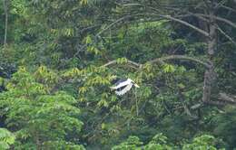 Image of White-thighed hornbill