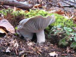 Hygrophorus marzuolus (Fr.) Bres. 1893的圖片