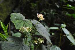 Image of Begonia exalata C. DC.