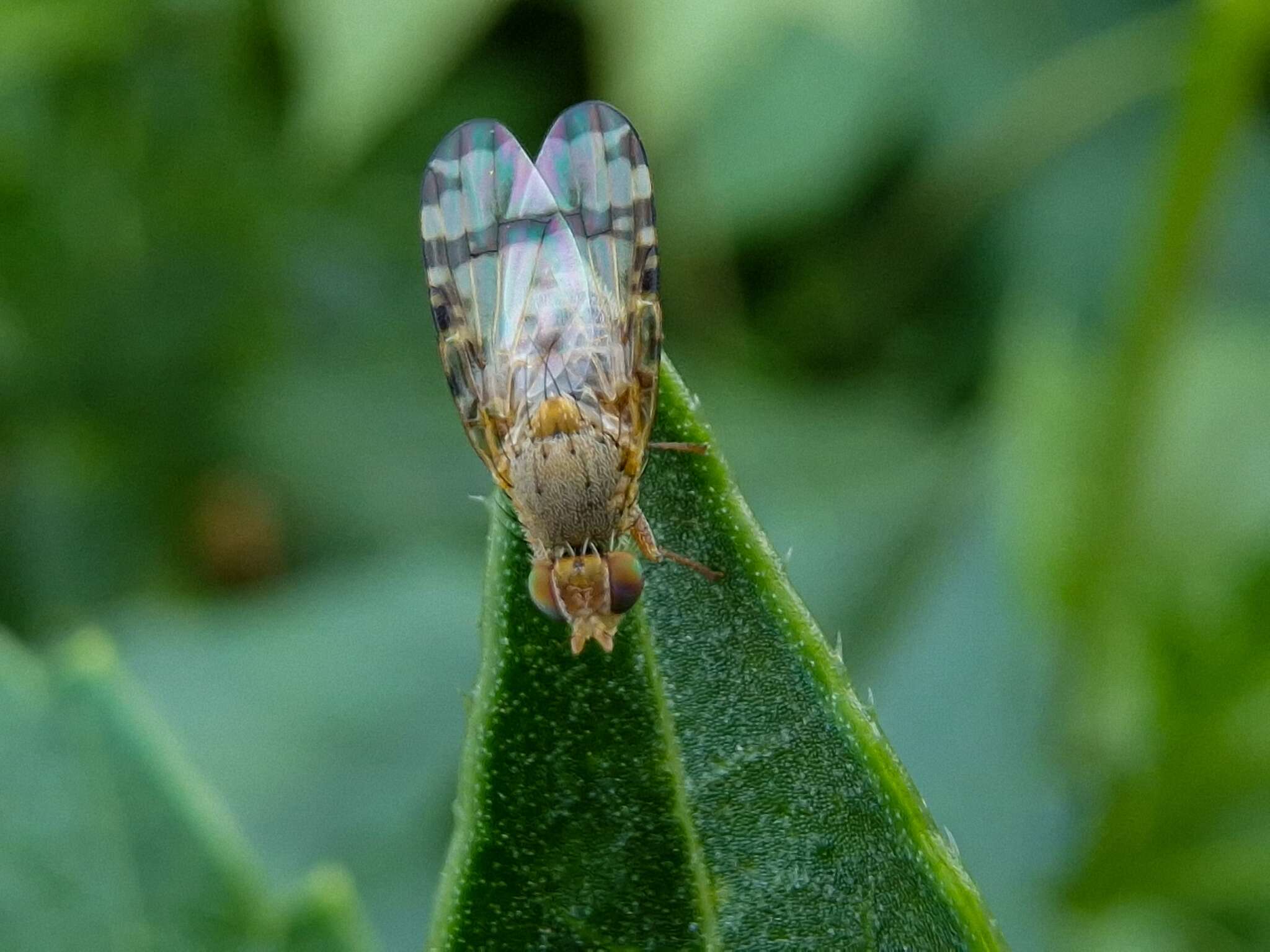 Image of Sphenella marginata (Fallen 1814)