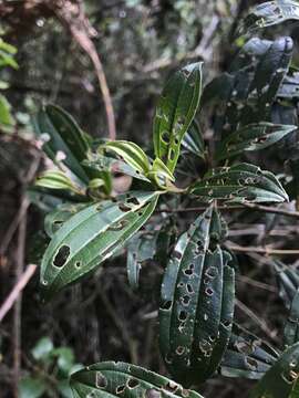 Image of Miconia theizans (Bonpl.) Cogn.