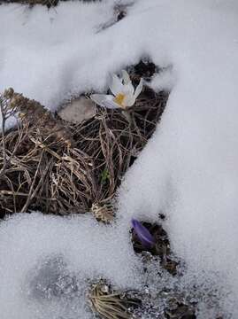 Image of Crocus tauricus (Trautv.) Puring