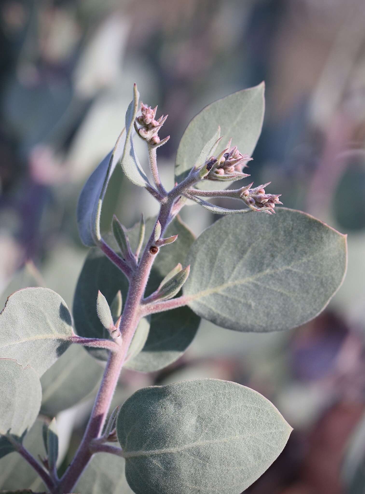 Image of Mallory's manzanita