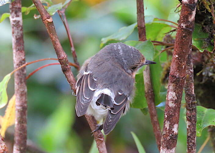 Image of Kaua`i `Elepaio