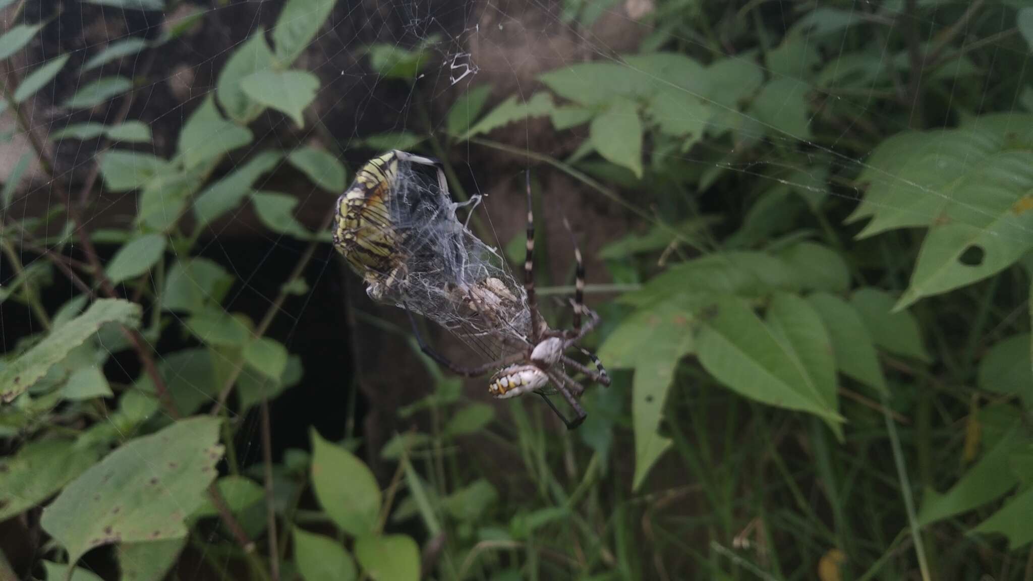 Image of Argiope catenulata (Doleschall 1859)