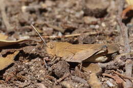 Tomonotus ferruginosus Caudell 1905的圖片