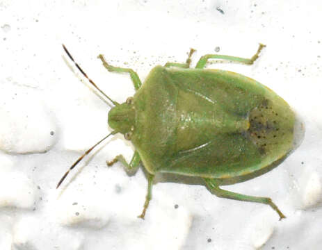 Image of Stink bug