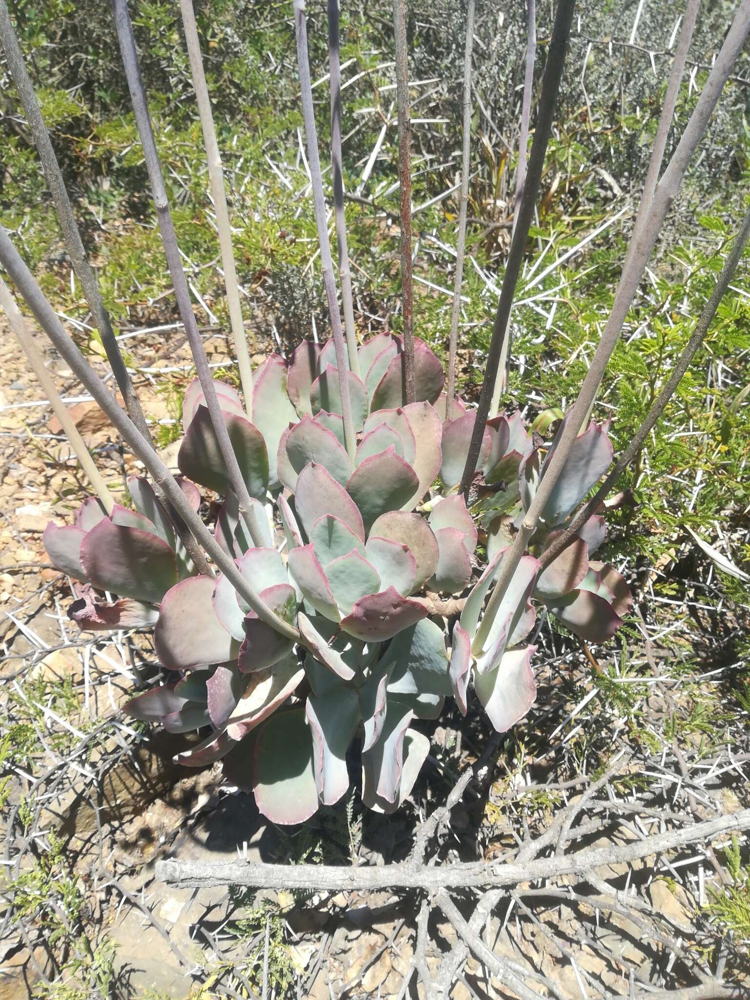 Imagem de Cotyledon orbiculata var. oblonga (Haw.) DC.