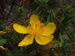 Image of Common curry bush