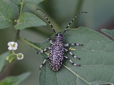 Image of <i>Penthea vermicularis</i>