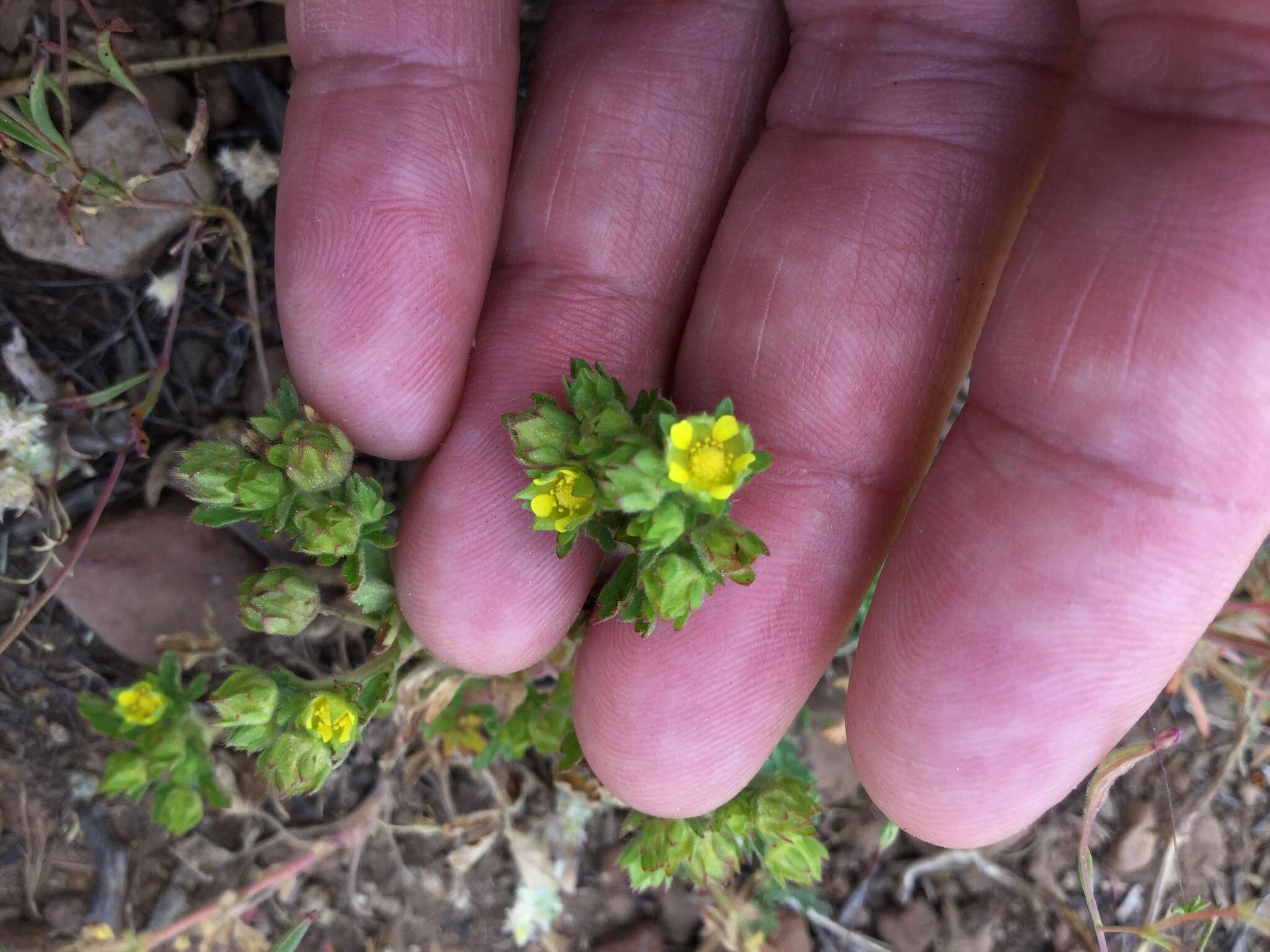 Image of biennial cinquefoil