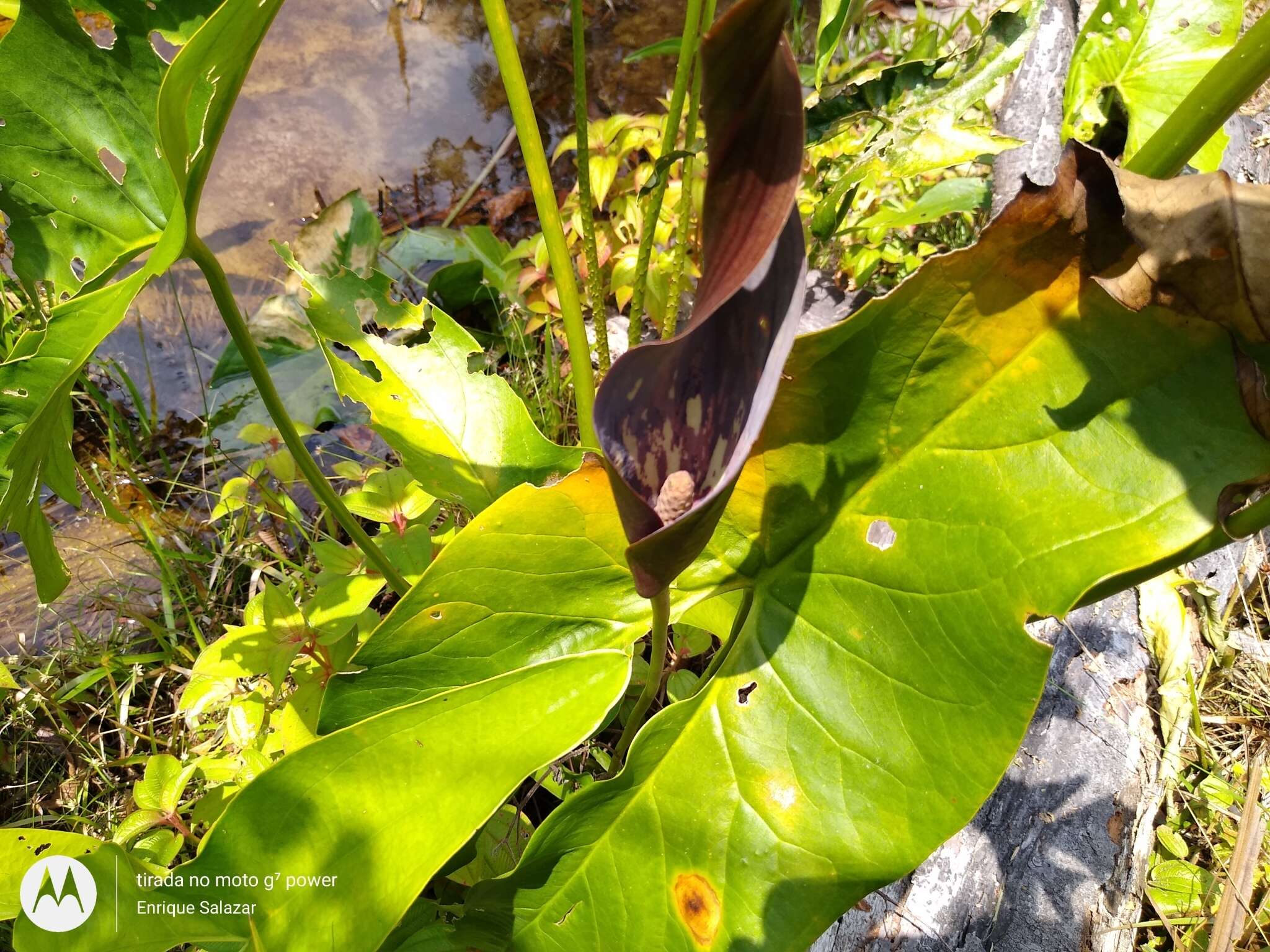 Urospatha sagittifolia (Rudge) Schott的圖片