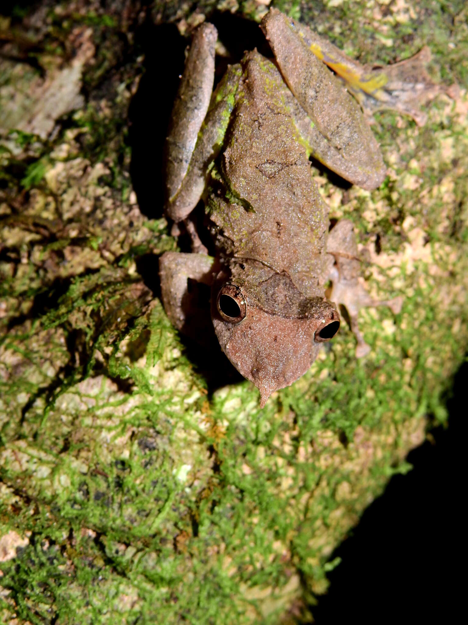 Sivun Scinax proboscideus (Brongersma 1933) kuva