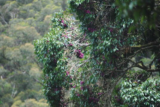 Image of Syzygium crebrinerve (C. T. White) L. A. S. Johnson