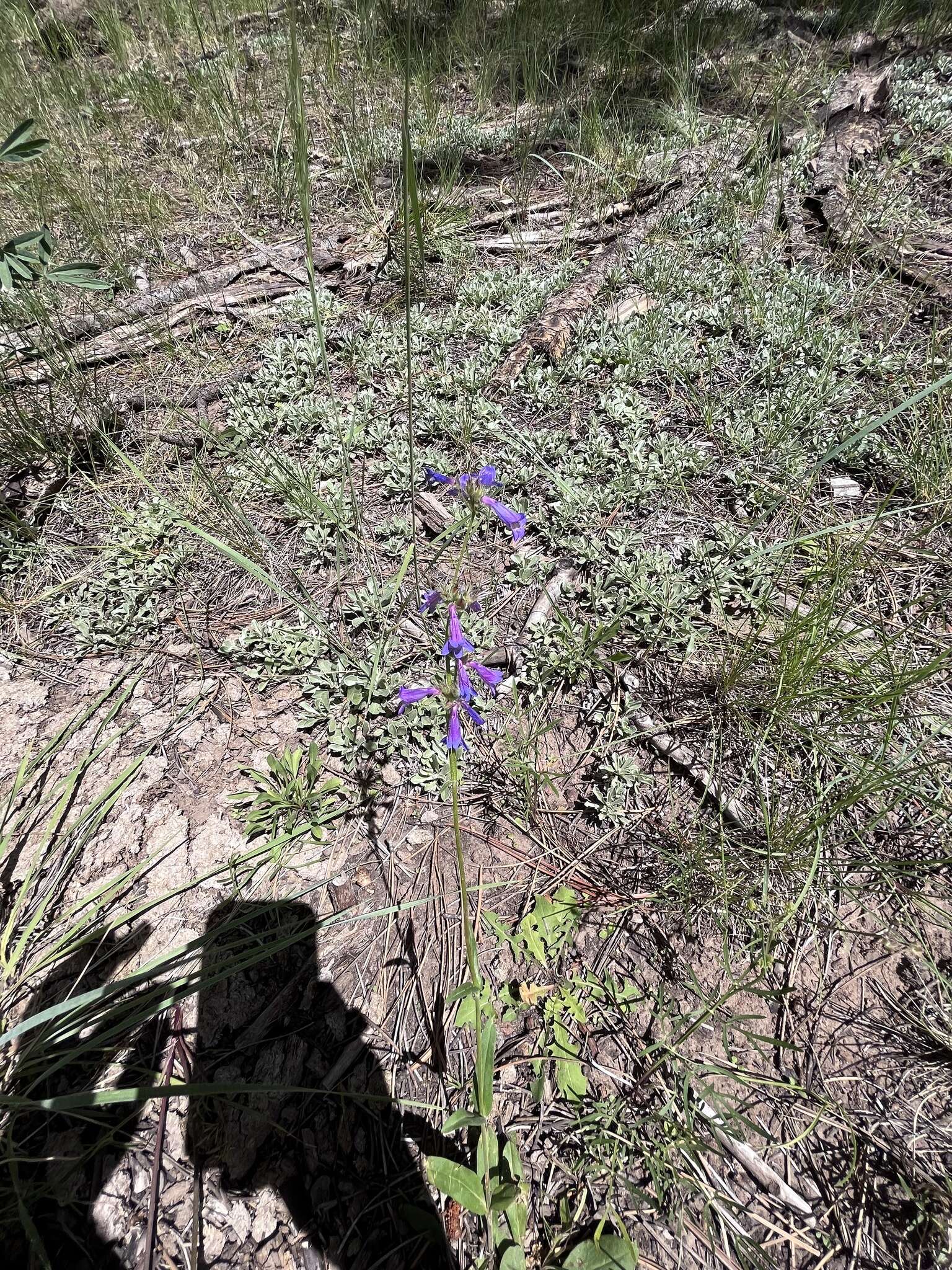 Image of Apache beardtongue