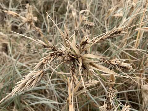 Imagem de Spinifex hirsutus Labill.