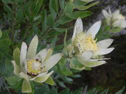 Image of Leucadendron burchellii I. J. M. Williams