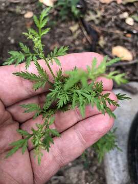 Image of sweet sagewort