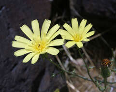 Слика од Calycoseris parryi A. Gray