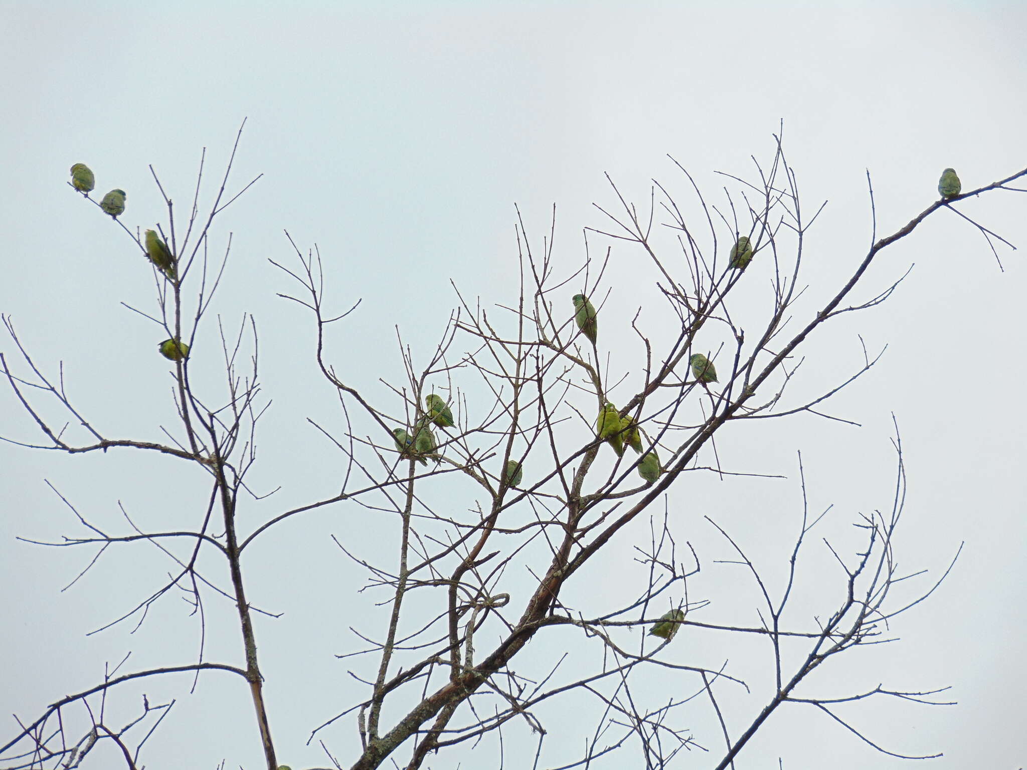 صورة Forpus conspicillatus (Lafresnaye 1848)