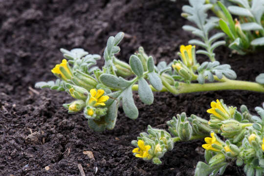 Image of Playa Yellow Scorpion-Weed