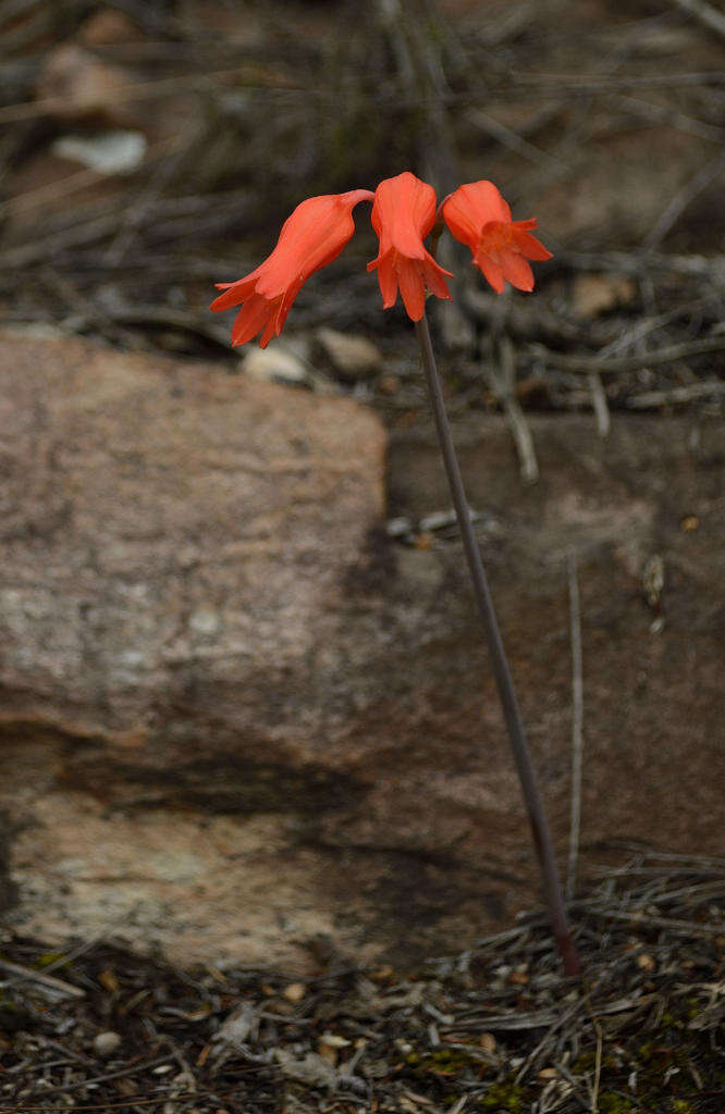 Image of Cyrtanthus staadensis Schönland