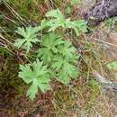 Imagem de Aconitum umbrosum (Korsh.) Kom.