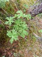 Image of Aconitum umbrosum (Korsh.) Kom.